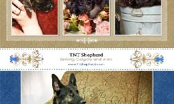 Beautiful pure bred German Shepherd
Puppies for Sale
www.tntshepherd.com
Please call Deanne # 403-279-5707
or go to my web-page for available puppies and google map
 
5 boys 4 girls
 
The puppies are CKC registered. Vet checked, their first shots,