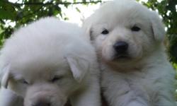 WHITE German Sheperd PUPPIES, Sire is a
LONG HAIRED WHITE German SHEPHERD AND the Dame is a SHORT HAIRED WHITE GERMAN SHEPHERD..SO we have a LITTER OF Various WHITE COAT lenghts TO CHOOSE from.
Note....all Puppies are Already TOILET TRAINED .!!!!. Long