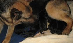 Will be ready just in time for Valentines Day. Surprise your sweetie with one of these babies and she/he will love you forever. Just born Dec. 30 beautiful German shepherd/rottie pups ready to go in Feb... 9 puppies to choose from (7 girls 2 boys)...