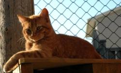 Hi, Ginger is looking for a home beautiful and loving cat from Kincardine. Ginger has been well looked after and have been neutered with shots.  We have a vet in town who have checked him over thoroughly.  He was orphaned as his mother was hit by a motor