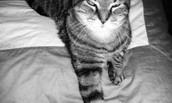 LOOKING FOR A HOME!
 
HI MY NAME IS GIZMO, I AM A MALE TABBY CAT, 12 YEARS OLD. I HAVE BEEN NEUTURED, RECEIVED REGULAR VETERINARY CHECKUPS & AM LITTERBOX TRAINED. I HAVE LIVED AROUND OTHER CATS THROUGHOUT MY LIFE. I AM AN INDOOR CAT. I'VE NEVER BEEN KNOWN