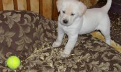 These puppies are ready to go on Feb. 13.  Both parents on site. Personable and loving puppies, to good homes only please. Call 403-380-0580 or 403-634-9742 or 403-327-9776 (leave message if no answer) Part of the proceeds from these puppies will go