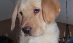 ONLY 1 LEFT!! Gorgeous golden male puppy waiting for his new home. Mom is a purebred Golden Retriever, dad is a CKC chocolate Lab. He comes with first shots, 3x deworming, Revolution, and a vet health certificate.
These dogs are a great mix of two