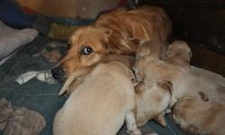 Golden Retriever-male and females available Nov. 18/ 2011 for loving homes. These loveable puppies have been around many cuddles and will enjoy a family that has time to spend with them. Both parents are social dogs and have become part of our family and