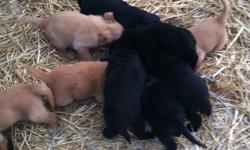 We have ten puppies for sale, 6 black, and 4 brown. The mother is Black lab Boarder Collie cross and the father is a Golden Retriever. Two of the 6 black pups have white on their face and blue eyes, the rest of the black pups are pure black and have brown