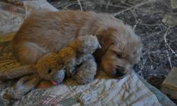 Adorable Golden Retriever puppies that will be a wonderful part of your family. These lovely puppies have been cuddled and played with since birth. Both parents are here for viewing. They will be available to join a loving family in mid- Nov.