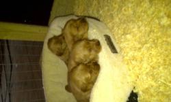 Beautiful Golden Retriever Puppies, ready Dec 16th.  Two females still available, will come vet checked, first shots and dewormed.  Lots of interaction with kids and other animals.  Call or email to set up a time to see them.  Will hold till Christmas if