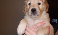 We have a new litter of Golden Retriever puppies, born November 26, 2011. They will be ready to go in approx. 2 weeks. There are 5 females and 3 males. They have started their potty training by using training pads, and doing very well. They will be vet