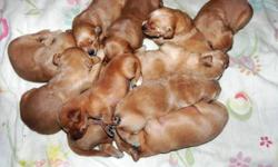5 males and 1 females, medium to dark copper coloured.  We raise our puppies inside our home with our family with lots of love and take them out to play on our acreage every day.  Our golden puppies are not registered but we take great care to ensure they