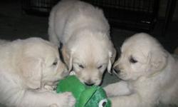 We have Golden Retriever puppies ready to go to there forever home.
 
We have cream to light Golden puppies males and females.
 
Our puppies are home raised with Children and cats for great socialization.
 
We are a registered breeder and give on going