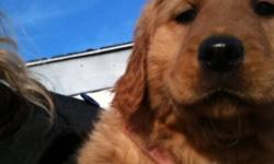 Beautiful golden retriever pups, ready to go immediately
3 dark females and 2 golden males left
Great family dogs, used to children and other dogs
Pups have first shots and are dewormed and vet checked
Pups come with vet records, collar, dog food and 24