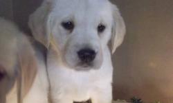 We have a beautiful litter of Golden Retriever Lab puppies ready to go! They have received their first shots, Revolution, have been dewormed and all checked out by the vet. They are now ready to go! Their mom is a our family pet, Lola, a purebred golden