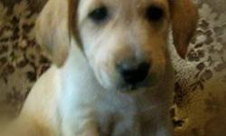Beautiful golden retriever crossed with lab/shepherd. These puppies are happy,well socialized and were raised in a family setting. They are dewormed and we have both male and female here. They will mature to a meduim size (aprrox 65 lbs) If you are