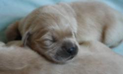 Golden Retriever purebred pups for sale... Homeraised in my family room with my children..Socialization starts immediately and owners with deposits can visit
weekly with the litter and mom.  Pups will be vet checked, first vaccines, dewormed, microchipped
