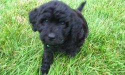 Gorgeous little black puppy, extemely intelligent and affectionate.
Purchased from a reputable, registered breeder.  Both parents are CKC registered. Great disposition, excellent with children.  First set of shots have been administered.