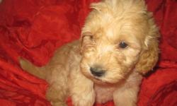 Goldendoodle & Multi generation Labradoodle puppies available. Non-shedding & non-allergenic petite, mini & medium doodles. 4 year health warantee.
Mini Goldendoodles ready to go for the holidays, peties ready to go in January and medium multigeneration