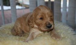 BEAUTIFUL GOLDENDOODLES PUPS, THEY ARE KNOW 4 WEEKS OLD,  WILL BE 40-60 LBS GROWN, MOM IS PUREBREED GOLDEN RETRIEVER45LBS, MOM IS AN AMAZING VERY CALM LAYED BACK GIRL, AND DAD IS STANDARD POODLE 55LBS HE IS MORE ENERGY BUT WELL BEHAVED, BOTH PARENTS ARE