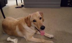 6 month old golden lab/retriever pup for sale! Has first shots, d-wormed and registered! Great personality, great with kids and other dogs, house trained and kennel trained, great in a vehicle! Needs nails trimmed and second shots. To good Home!!