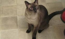 Loving Siamese cat good with kid's.We have to much going on in our home for a cat,and we go away to much,must go to a wonderful home...He is on a spacific diet,as he is allergic to chicken.But his food is reasonable and he doesn't eat muchas its a great