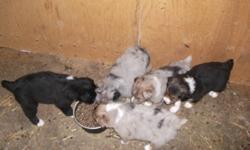 1 beautiful pure breed australian shepherd puppies, male, born on Oct 20, black and white. It has first shots, is dewormed and is  fully checked by vet. So it's very willing to go to new loving homes. We can also deliver it in Toronto (we work there and
