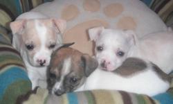 We have 3 adorable Chihuahua Puppies, ready to go anytime around christmas. There are 2 little females and 1 male, 1 male and 1 female remaining. Puppies will come with first set of vaccinations and will be dewormed.They are raised in our home with our