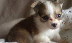 Ready Now - we have Chihuahua puppies including a Tiny Teacup Princess. They are up to date on vaccinations, revolution and deworming, and come with a written Health Guarantee.
We have both long haired and short haired pups, both boys and girls in various