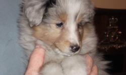 These beautiful CKC registered sheltie puppies are now ready to go!
We have 3 blue merles available - 2 female and 1 male.  Pictures don't do them justice.  They must be seen in person to truly appreciate how wonderful they really are!
Raised with love