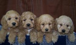 Puppies Mom is a buff colored Cocker Spaniel,Dad is a red toy poodle. There are three males  - the puppies on the left, the one female is the puppy on the far right. They will mature to 11-12 inches and 16-20 lbs. These puppies are  NON SHEDDING snd would