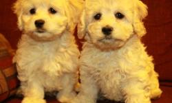 Super sweet cockapoo puppies now available! They are very cute and loving little puppies. They are half cocker spaniel and half poodle. They have light cream colouring and light wavy to curly hair. We have only 3 females left from 7!! Born December 8,