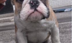 Adorable English Bulldog Puppies!
1 MALE 1 FEMALE.
Male- Super chunky, very playful, has cute perked up ears that make him unique, a big snore baby!
Female- Great personality, loves to cuddle, playful, more calm than male.
They come Micro chipped, De