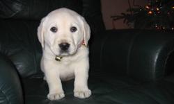 This is a gorgeous male English White Labrador Retriever Puppy for sale. He is CKC registered and his parents both have OFA approved hips/elbows. Also, they have certified eyes. This puppy comes with a two year health guarantee and is kennel trained. He