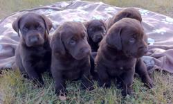 We only have 1 beautiful female Chocolate Lab puppy that is ready for her forever home! Both her parents are purebred Chocolate Labrador Retreivers, however the puppies are not registered. They absolutely love the water as well as retreiving! They have
