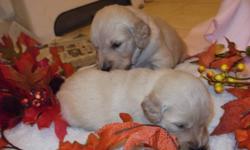 These 2 beautiful girls are left out of a litter of 11 Purebred English Golden Retrievers. The pups are very sweet, and friendly and will be ready to go to their homes in the second week of November. These pups come from the most stunning lines, both