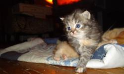 Gorgeous Himalayan/Ragdoll/Domestic-Cross Kittens For Sale!!
 
SOLD!!!
Thank you everyone for your interest...
...the next litter will be available in early summer.