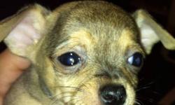 I have 3 male tiny chihuahua's that will be ready for Xmas, they will have first shots and dewormed 3 times....they are pee pad and crate trained! Very well socialized they will be between 4-6 lbs full grown
If interested please contact me at