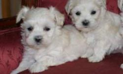 Ready for there new home; Purebred Maltese puppies, they are very sociable, home raised with small children,  parents registered, mother and father weight 5 lbs, comes with the two set vaccinations and written health guarantee,  they been de-wormed, one