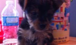 Hi there!
I have two pure breed yorkie puppy's, they gust gorgeous, they got very silky and furry coat. The smallest is a girl shes gonna be not more then 4 lb. Boy very handsome, look like teddy bear and will be up to 6lb full grown.
They both pee pad