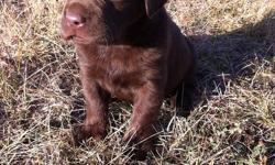 We have 6 beautiful females and 1 handsome male Chocolate Labrador puppies left for sale! Their sire is a CKC registered Chocolate Labrador Retriever (English) and their dam is an unregistered Chocolate Labrador Retriever (American), so the puppies will