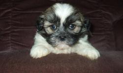 We have a beautiful new litter of happy and healthy SHIH TZU puppies now ready to meet their loving families.  These little ones are social and friendly, as well as being excellent with children and other household pets.  They have been vet checked