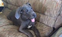 I have 7 1/2 - 8 month old steel blue great dane puppy for sale $750.00 FIRM
I'm moving and can't take him with me
his name is Marley hes very loving and friendly! he needs a good loving family with a yard for him to run
This ad was posted with the Kijiji