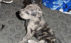 Great Dane puppies, only two gorgeous gentle giants left. from a litter of 7.  Adorable and affectionate,they make great family pets and companions. These playful pups are eager to explore. Both parents on site.  They will have first set of shots and