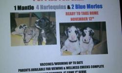 Great Dane puppies now available
6 males-1 Mantle, 4 Harlequin and 1 Blue Merle, 1 female Blue Merle
Available November 12,2011
Vaccines/worming current.  Parents available for viewing and wellness checks complete.
Deposit required. First come first pick.