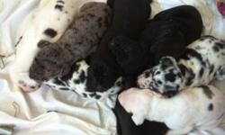5 Harlequins, 3 blacks and 1 merle puppies for sale. Will have beautiful European style heads. See Ad in GTA for photos of parents or contact us and we will email photos of any particular color. . Both parents are harlequins and Dam is American Kennel