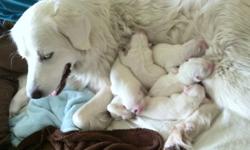 Pure white purebred Great Pyrenees puppies for sale to good homes. Parents and puppies will be available for viewing by appointment (only from around 5 weeks old) and ready to go around mid-February. They will be checked at 2 & 4 weeks for congenital