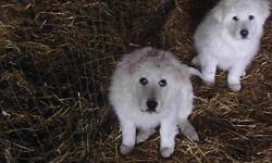 I am going to Edmonton, AB next week, i  can dilvered  on the way .
Great Pyrenees puppies for sale. Pure white. Working parent with sheep, horse , cat. very friendly , good sheep dog. I been raising these dogs for 15 years.  i have the best Pyrenees for
