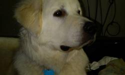 These puppies are beautiful!! The mother is a Purbred Great Pyrenees and the father is a Bordercollie Golden. If you are looking for and easy to train, cuddly dog this is what you want. These pups will grown to be very loyal to your family and will make a