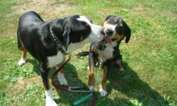 The rare Greater Swiss Mountain dog, similiar to the Bernese Mountain dog but with an easy to maintain short coat.  Please do your research ....www.gsmdca.org....(The Greater Swiss Mountain Dog club of America) this truly is ...'The Ultimate family dog