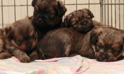 Griffonshire puppies, 3 males 1 female.  Very cute and peeing on paper already.  Sire Yorkie, 5 lbs.  Mom Brussels Griffon, 8 lbs.