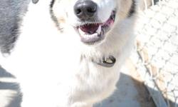 FREE WITH APPROVED APPLICATION UNTIL DEC 31/11
Jesse's Adoption Promotion Video on Youtube - http://www.youtube.com/watch?v=glzaXcZF5Ps
 
Handsome Jesse is a 6 year old Collie cross male. He used to live on a farm but has a bit of wander lust and was