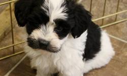 THESE PUPS ARE 8 WEEKS OLD.
THEY ARE CKC REGISTERED.
THEY HAVE HAD THEIR 1ST SHOTS, VET CHECK AND DEWORMING.
THEY ARE MICROCHIPPED.
THESE PUPS ARE PLAYFUL, CUDDLY AND VERY SOCIABLE.
THEY ARE PAPER TRAINED AND USE A DOGGY DOOR.
HAVANESE ARE NON-SHEDDING,
